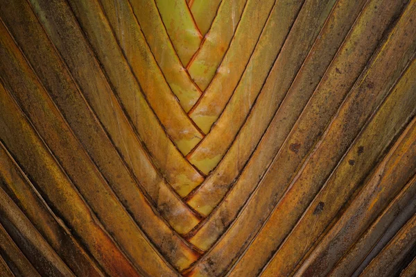 Texture de l'arbre du voyageur ou Ravenala — Photo