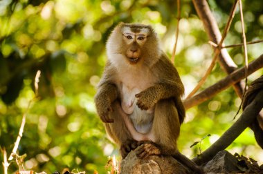 seçici odak derinliği alan maymun kamera Tayland seyir ile 