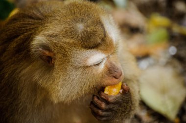 maymun oturur ve turuncu yiyor