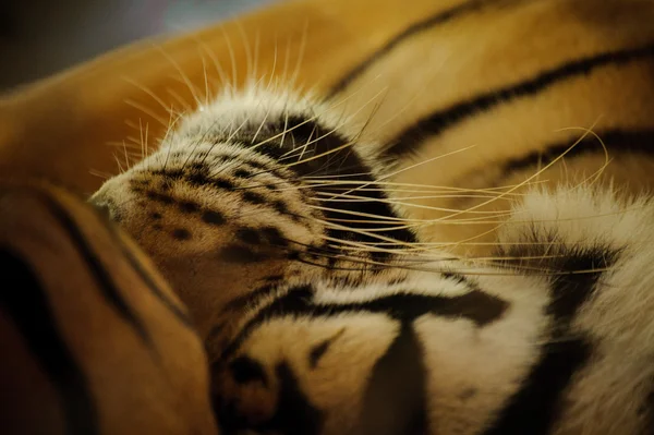 La tigre addormentata da vicino - girato in Thailandia — Foto Stock