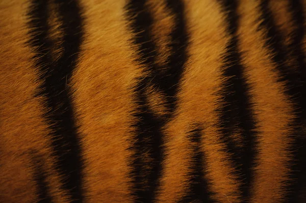 Bella pelliccia di tigre texture colorata con arancione, beige, giallo e nero — Foto Stock