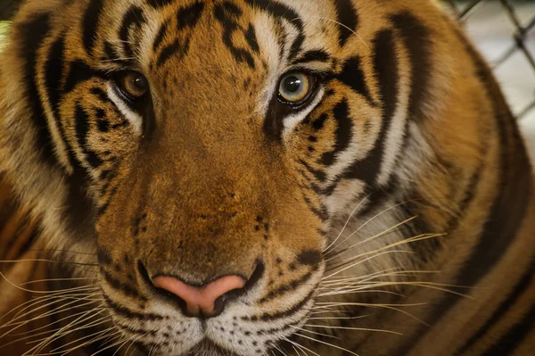 Beau Portrait de Tigre d'Amour — Photo