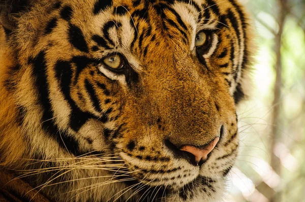 Tigre, portrait d'un tigre du Bengale . — Photo