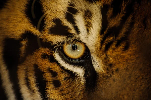 Occhio di tigre feroce del Bengala — Foto Stock