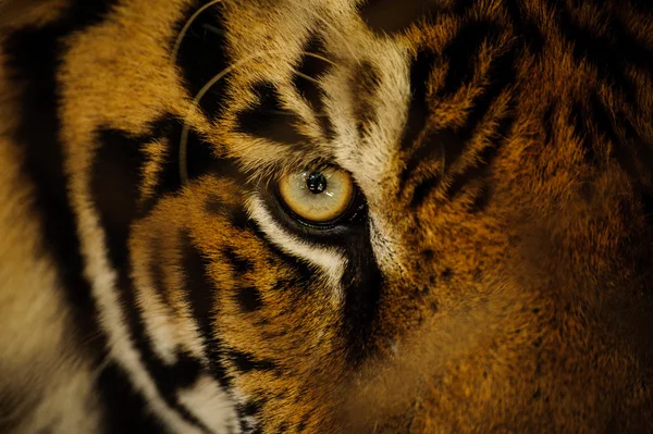 Ostra Bengal tiger oko patrząc — Zdjęcie stockowe