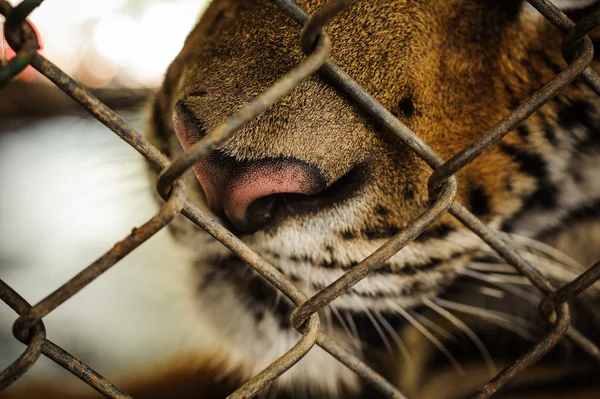 Ritratto ravvicinato della tigre in pericolo che guarda attraverso la gabbia — Foto Stock