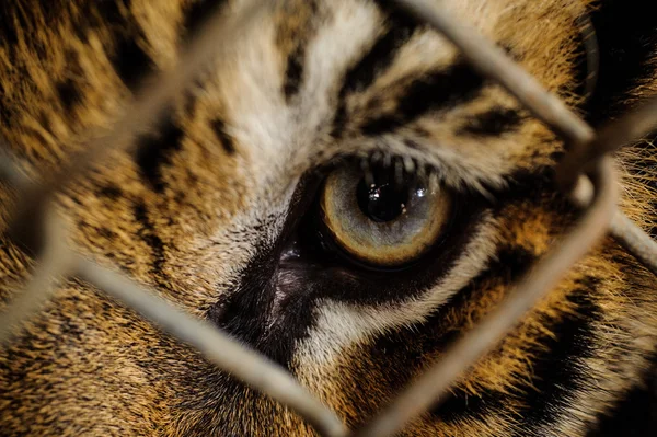 Fermer l'oeil de tigre à travers la cage — Photo