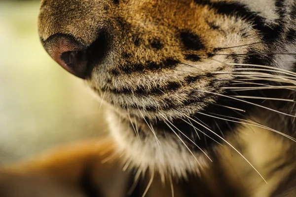 Primo piano sul volto di una tigre — Foto Stock