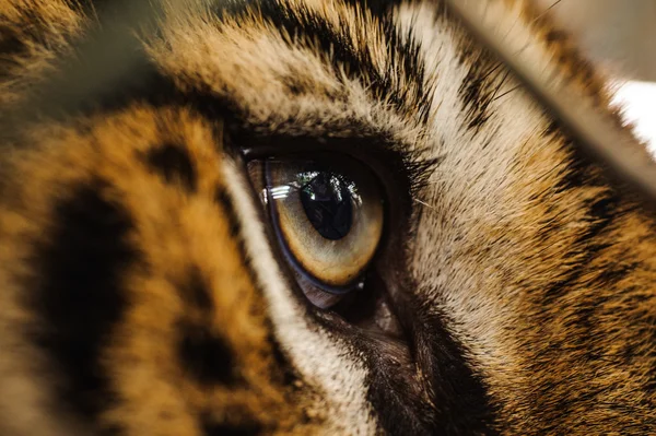 Ojo de tigre de Bengala feroz mirando — Foto de Stock