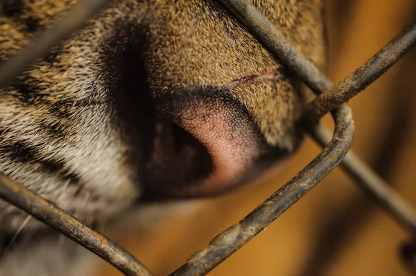 Portrait rapproché du tigre en voie de disparition regardant à travers la cage — Photo