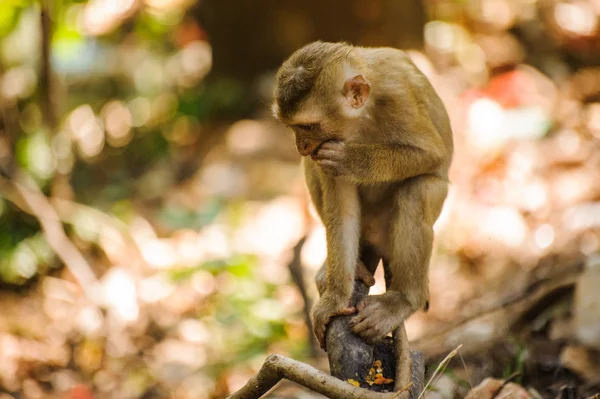 Affe sitzt auf dem Baum — Stockfoto