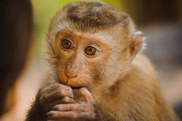 Jeden hezký baby opice jíst — Stock fotografie