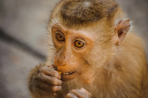 One cute baby monkey eating — Stock Photo, Image