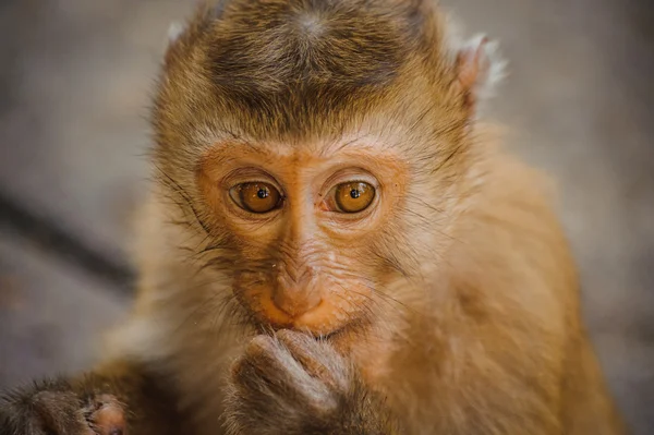 One cute baby monkey eating — Stock Photo, Image