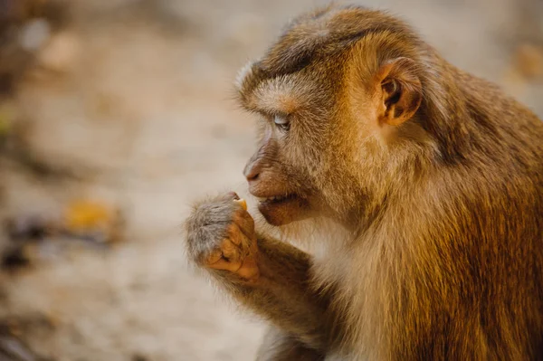 Ein süßes Affenbaby isst — Stockfoto