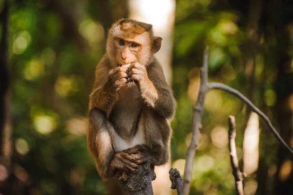 Affe sitzt und frisst Orange — Stockfoto