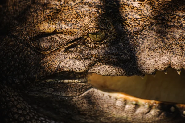 Krokodilen i Thailand närbild — Stockfoto
