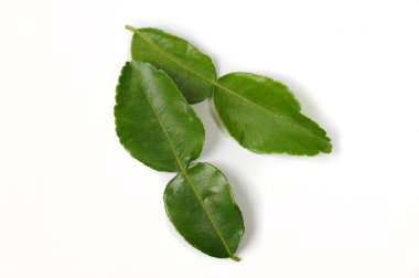 Güney Afrika'da bir kabile kireç yaprakları beyaza yakın çekim