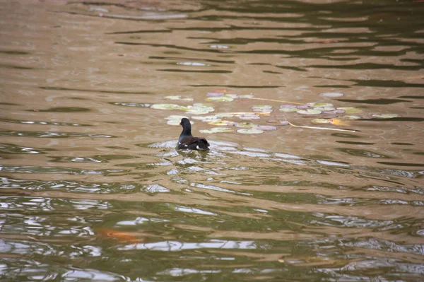 水面に小さな波を発生させながら湖で泳いでいく黒い鳥のイメージ — ストック写真