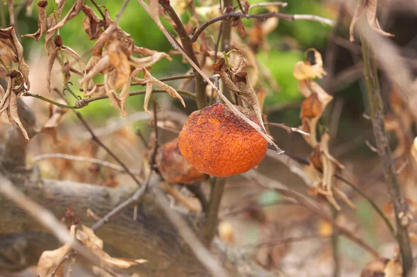 Detalle Una Naranja Seca Sobre Árbol Que Perdido Todas Sus —  Fotos de Stock