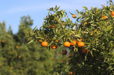 Meyvelerini içeren bir mandalın dallarına yakın. Arka planda kopyalama alanı ile