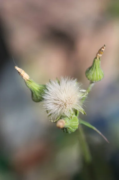 Parte Superior Una Planta Sonchus Oleraceus Que Vemos Capítulos Antesis — Foto de Stock