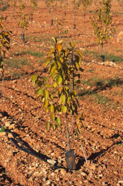 Sahaya yeni dikilmiş küçük bir hurma ağacının resmi