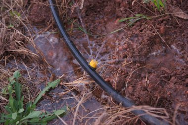 Bir çiftlikteki damlama sulama sırasında suyu dışarı atan dönmelerden birine yakın çekim