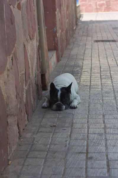 Photograph White French Bulldog Black Spots His Head Lying Shade — Stock Photo, Image