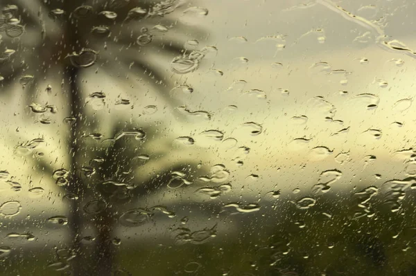 Gotas Lluvia Vaso Con Algunas Palmeras Fuera Foco Fondo Con —  Fotos de Stock