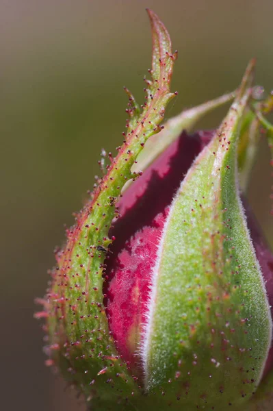 Imagen Macro Una Parte Del Brote Flor Roja Rosal Miniatura —  Fotos de Stock