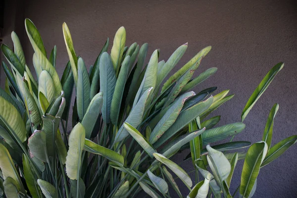 Parte Superior Las Hojas Verdes Espécimen Planta Del Paraíso Strelitzia — Foto de Stock