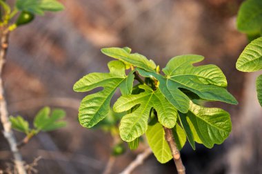 İlkbaharda doğan yeni yaprakların odak arkaplanı dışında takıldığı incir ağacı görüntüsü