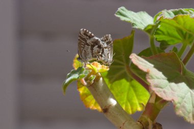 Sardunya dallarında çiftleşen bir çift kelebeğin yakın çekimi.