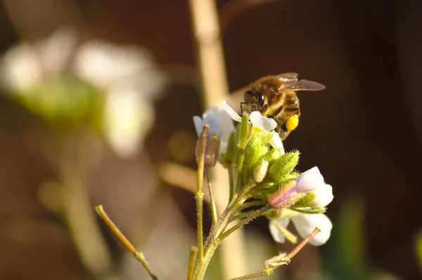 Zbliżenie Pszczoły Szukającej Nektaru Białych Kwiatów Arabidopsis Gąsienica Arabidopsis Thaliana — Zdjęcie stockowe