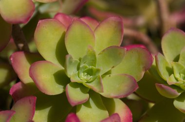Sempervivum bitkisinin yapraklarından oluşan rosetin ayrıntıları, Crassulaceae ailesinin daimi sulu veya kaba bir türüdür.