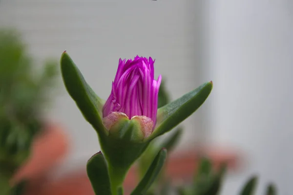 Closeup of a purple flower of a pigface or highway ice plant (Carpobrotus edulis)