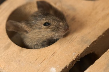 Sıradan bir farenin (Mus musculus) kafasının kapandaki bir delikten çıkması.