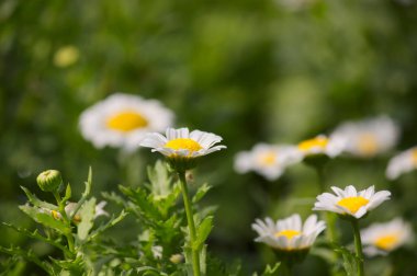 Leucanthemum paludosum çeşitliliğinde yeşil arkaplan ve kopyalama alanı olan beyaz papatya çiçekleri.