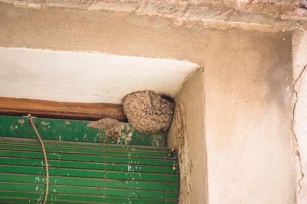 House martin\'s nest (Delichon urbicum) bird of the swallow family that builds its mud nests in the eaves of buildings in cities and towns
