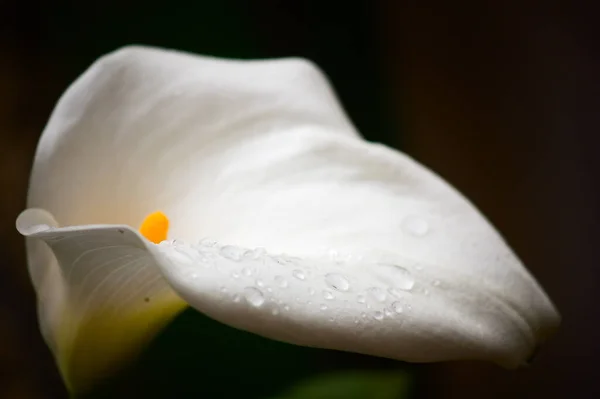 Afbeelding Van Een Witte Calla Lelie Bloem Zantedeschia Aethiopica Met — Stockfoto