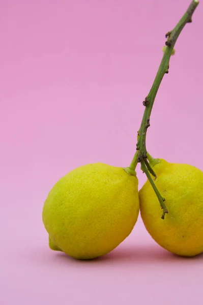 Bir Çift Limon Pembe Arka Planda Limon Ağacının Dalına Katılır — Stok fotoğraf