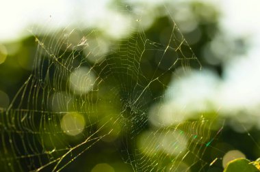 Arkaplanda odak noktasını kaybetmiş olan ağaçların arasından geçen boş bir örümcek ağının görüntüsü (bokeh ve yeri kopyala)