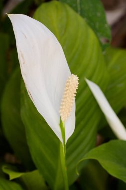 Nilüfer çiçeğinin üzerinde beyaz bir çiçek. Arka planda bazı yaprakları odak dışı ve kopyalama alanı var.