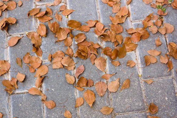 Primer Plano Una Acera Llena Hojas Secas Árbol Siempreverde Plantado — Foto de Stock