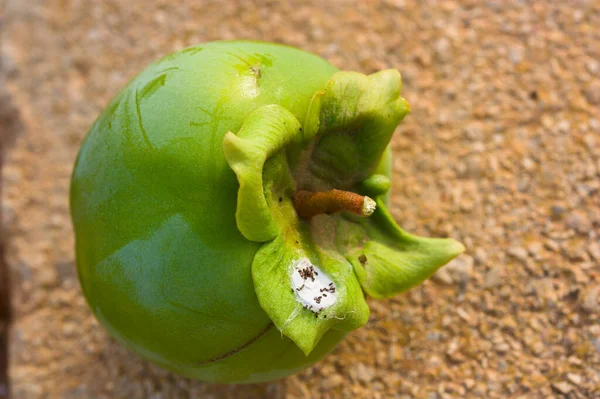 Primer Plano Trozo Fruta Caqui Con Insectos Pseudococcidae Cotoneta Que —  Fotos de Stock