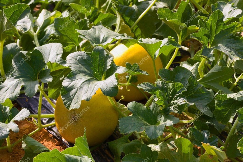 Primer plano de una planta de melón amarillo que crece en el suelo en
