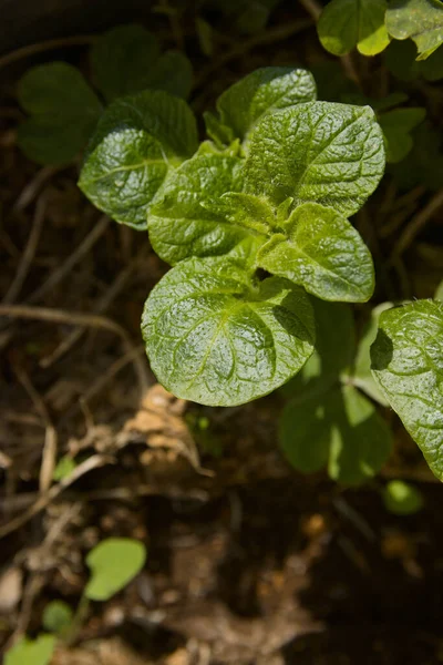 Afbeelding Van Jonge Bladeren Van Een Aardappelplant Geplant Een Pot — Stockfoto