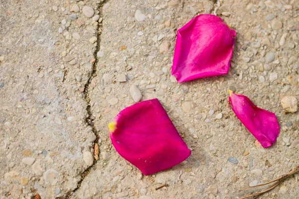 Nahaufnahme Einiger Roter Blütenblätter Einer Rosenblume Auf Dem Boden — Stockfoto