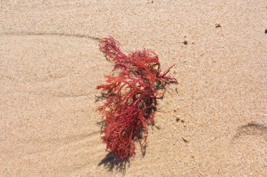 Close-up of a fragment of red algae of the genus Gracilaria (Rhodophyta) on a Mediterranean beach
